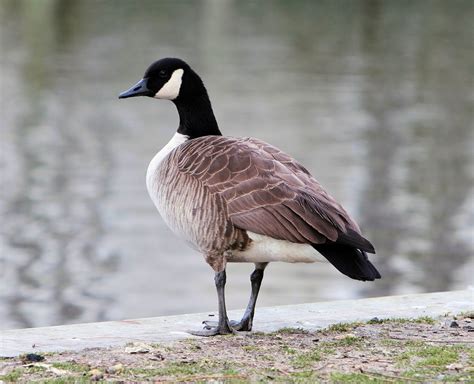 canada goose stock